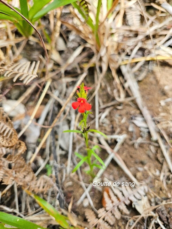 Striga asiatica Goutte de sang  Orobanchaceae Indigène ?36.jpeg