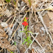 Striga asiatica Goutte de sang  Orobanchaceae Indigène ?36.jpeg