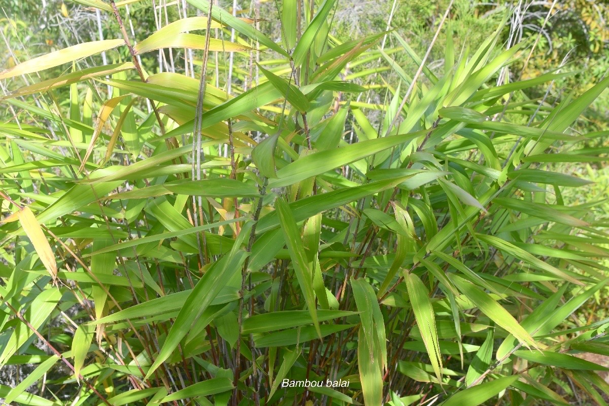 Thysanolaena latifolia Bambou balai Poaceae Asie du Sud-Est 1865.jpeg