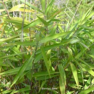 Thysanolaena latifolia Bambou balai Poaceae Asie du Sud-Est 1865.jpeg