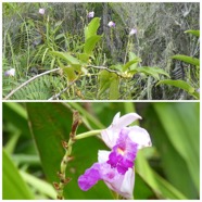 Arundina_graminifolia-Orchidee_bambou-ORCHIDACEAE-EE-20240515_155419.jpg