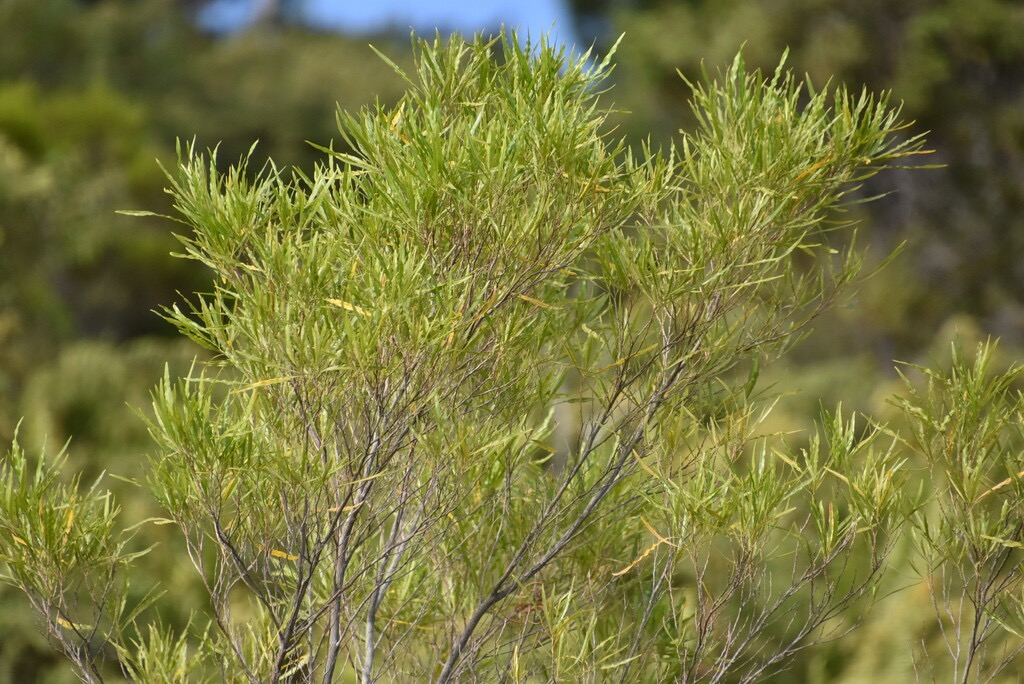 Dodonaea_viscosa-Bois_d_arnette-SAPINDACEAE-Indigene_Reunion-MB3_6622.jpg