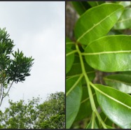 Molinaea_alternifolia-Tan_Georges-SAPINDACEAE-Endemique_Reunion_Maurice-20240515_155147.jpg