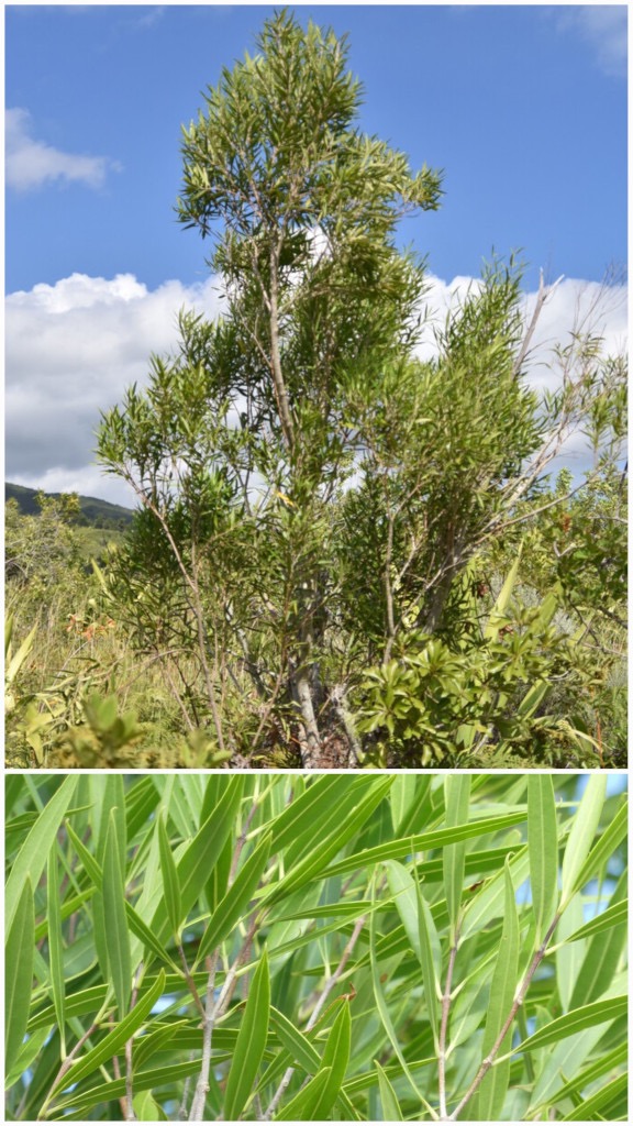 Olea_lancea_Bois_d_olive_blanc-OLEACEAE-Indigene_Reunion-20240515_154811.jpg