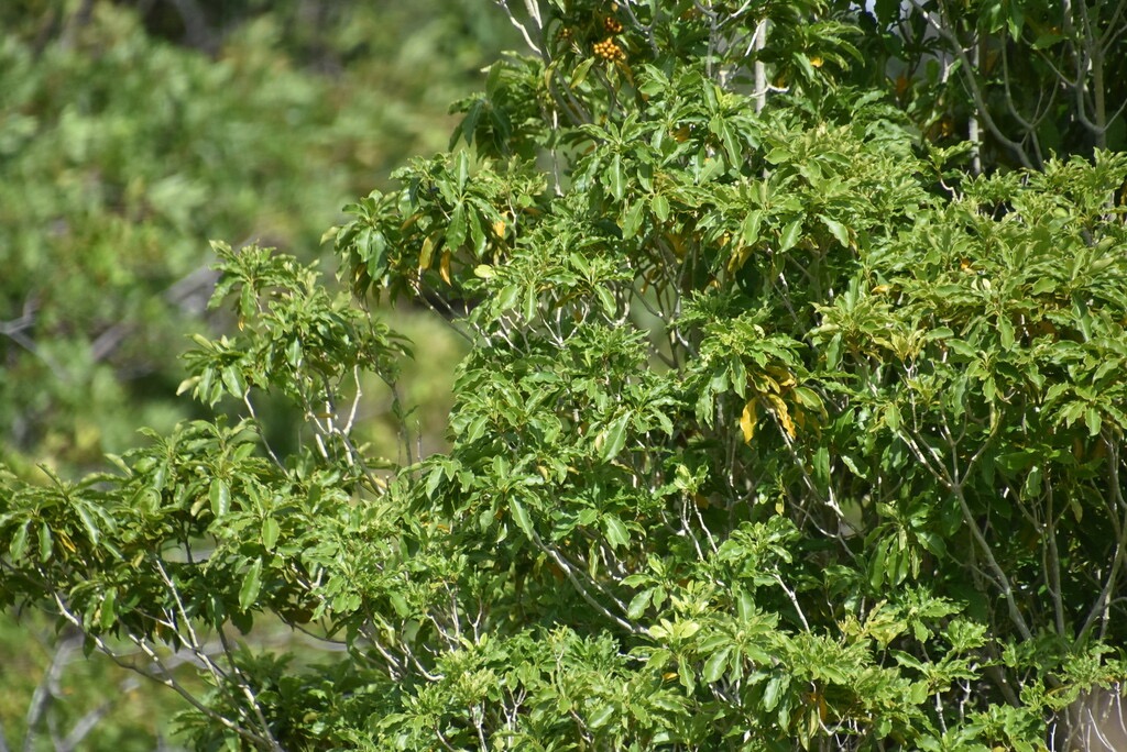 Pittosporum_senacia-Bois_de_Joli_coeur-PITTOSPORACEAE-Indigene_Reunion-MB3_6630.jpg