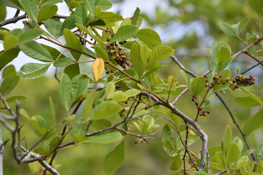 Rhus_longipes-Faux_poivrier_blanc-ANACARDIACEAE-EE-MB3_6640.jpg