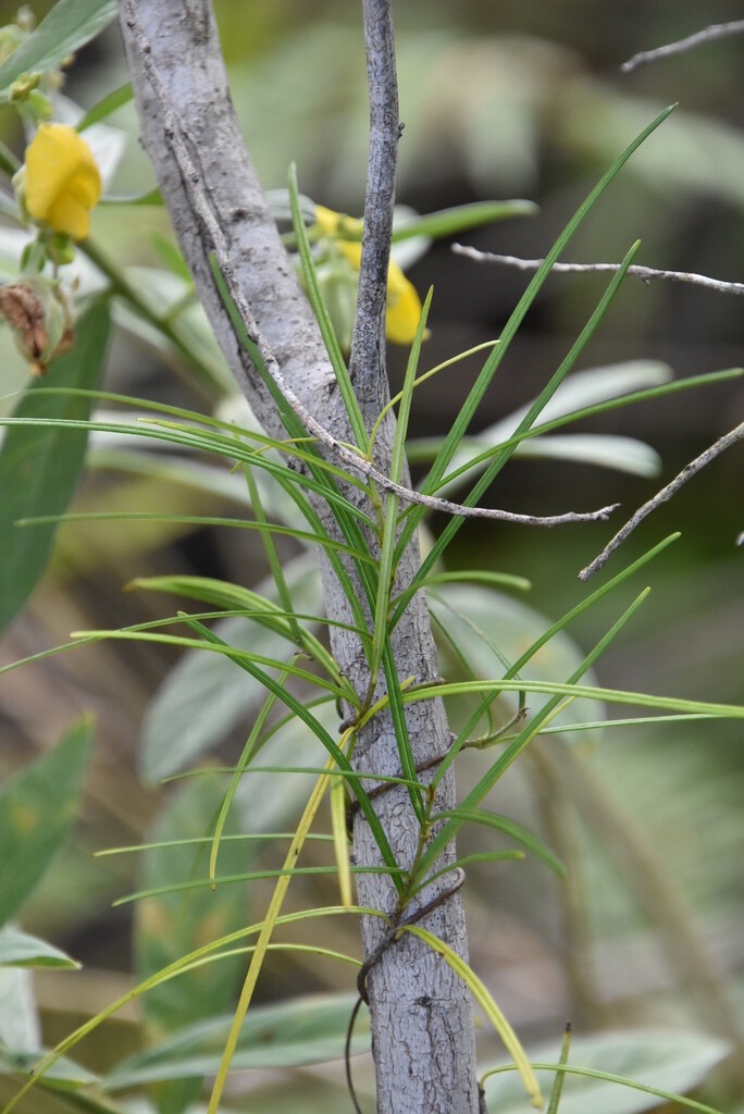 Secamone_volubilis-Liane_Bois_d_Olive-APOCYNACEAE-Endemique_Reunion_Maurice-MB3_6660.jpg