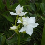 Spathoglottis_plicata_Blume-Orchidee_coco-ORCHIDACEAE-EE-P1080639.jpg