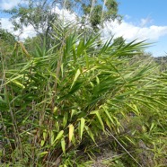 Thysanolaena_latifolia-Bambou_balai-POACEAE-Asie_tropicale_potentiellement_envahissant-P1080622.jpg