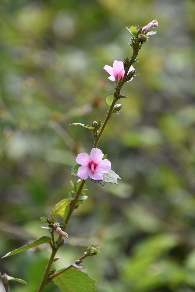 Urena_lobata-Herisson_rouge-MALVACEAE-Indigene_Reunion-MB3_6625.jpg