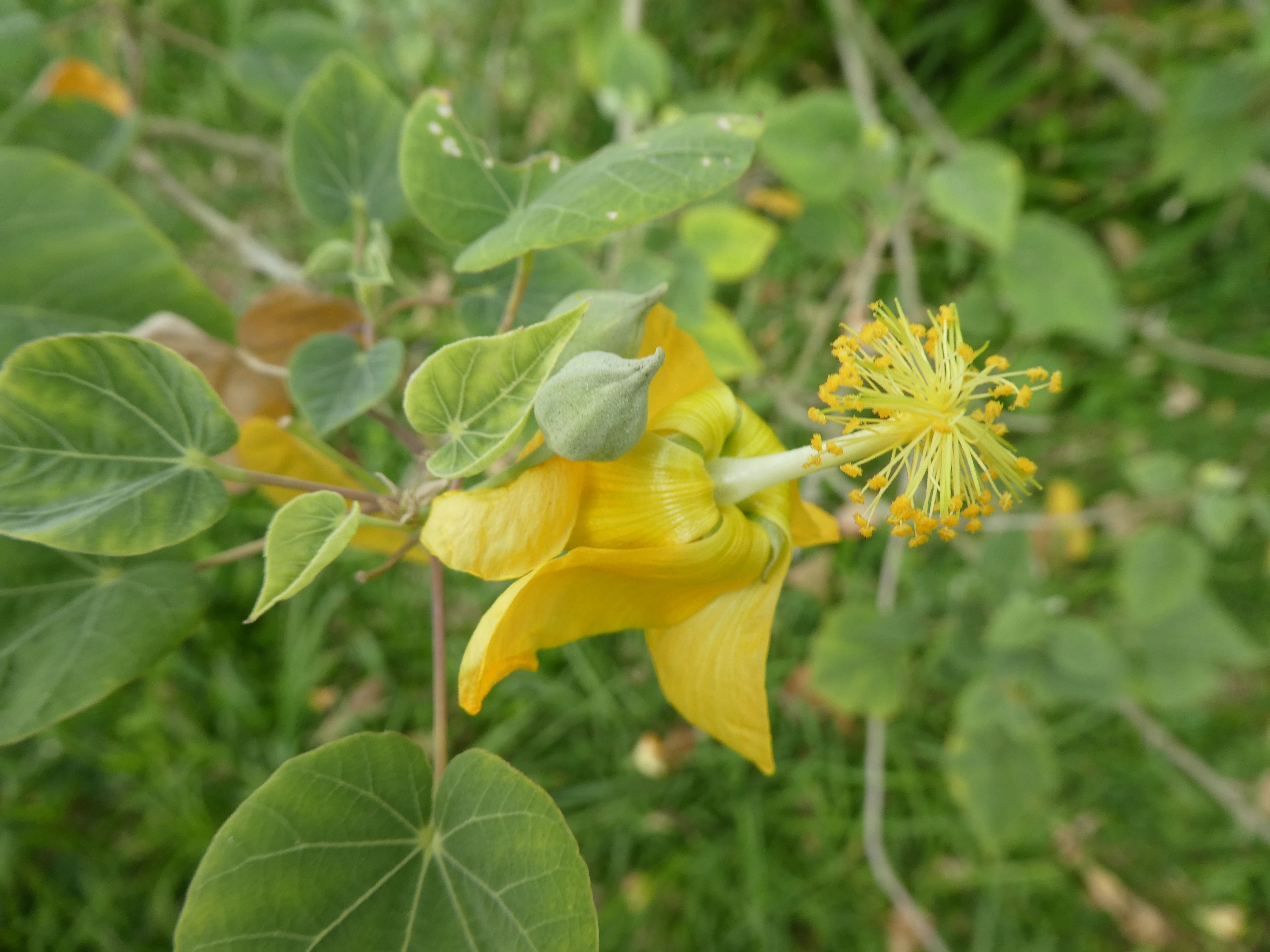 Abutilon exstipulare.JPG