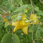 Abutilon exstipulare.JPG