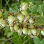 Crotalaria uncinella (2).JPG