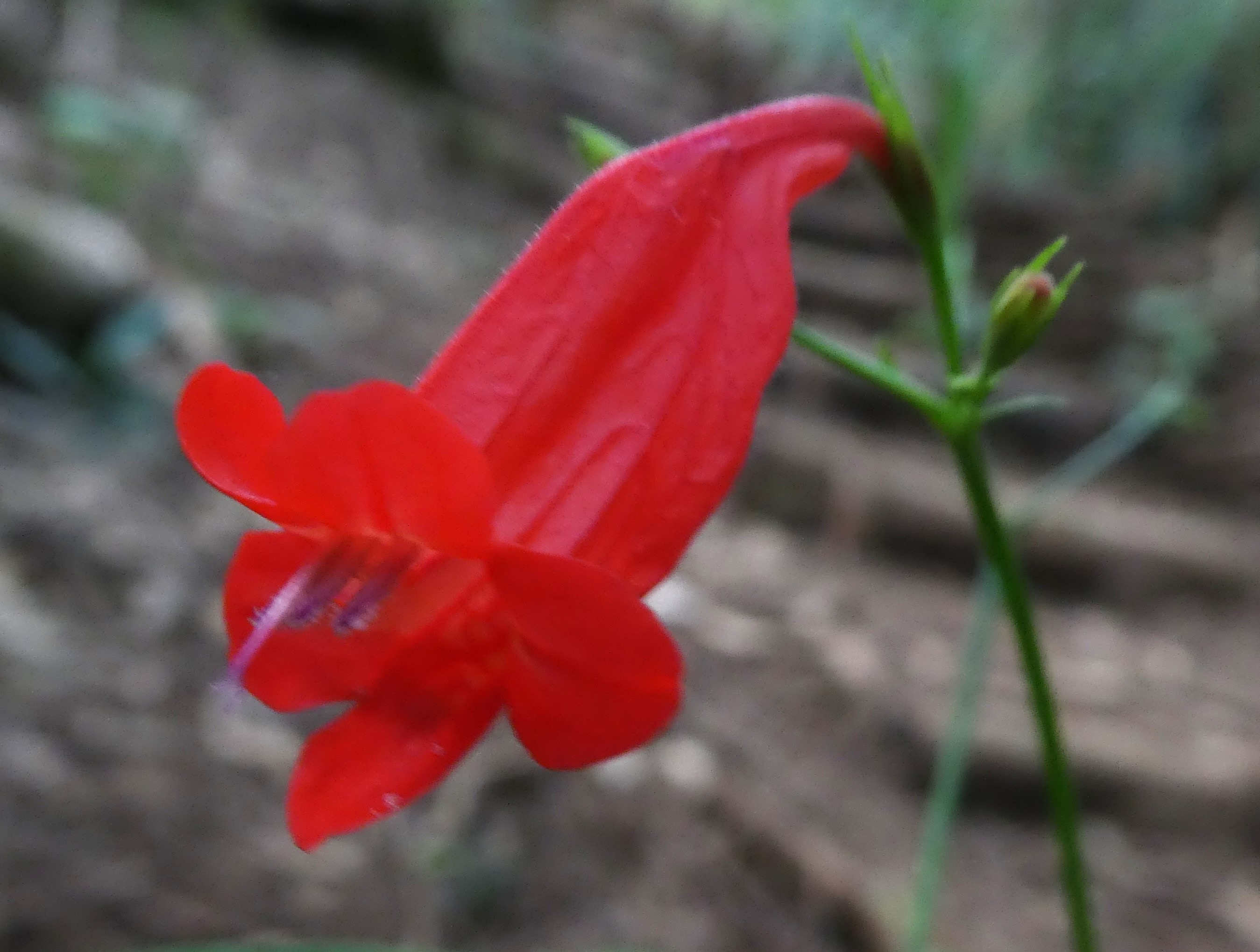 Ruellia brevifolia.JPG