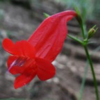 Ruellia brevifolia.JPG