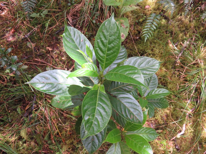 Antirhea borbonica - Bois d'Osto - Rubiacée - M