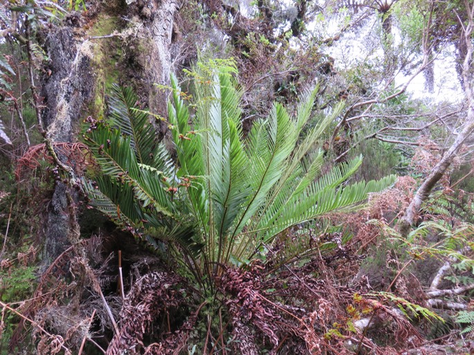 Blechnum tabulare (Thunb.) Kuhn - Fausse osmonde - Indigène Réunion