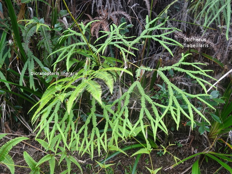 Dicranopteris linearis - Sticheris flagellaris - GLEICHENACEAE