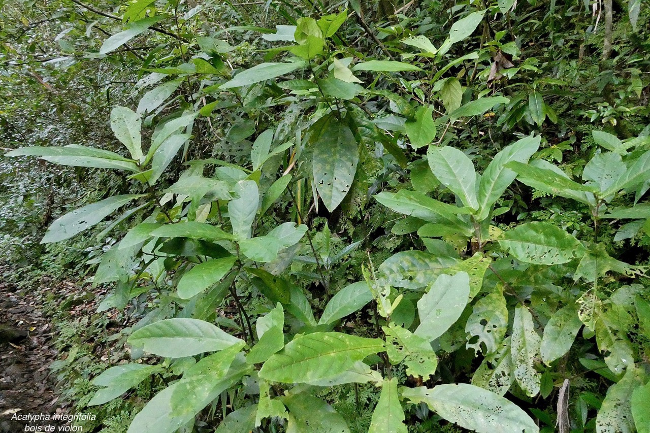 Acalypha integrifolia.bois de Charles.bois de violon. euphorbiaceae;endémique Madagascar Mascareignes..jpeg