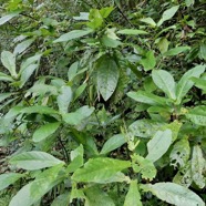 Acalypha integrifolia.bois de Charles.bois de violon. euphorbiaceae;endémique Madagascar Mascareignes..jpeg