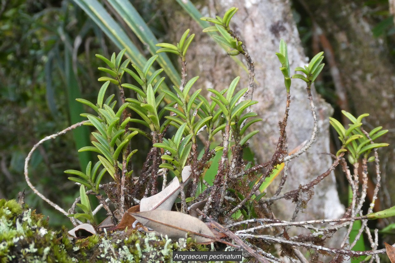 Angraecum pectinatum.orchidaceae.endémique Madagascar Comores Mascareignes..jpeg