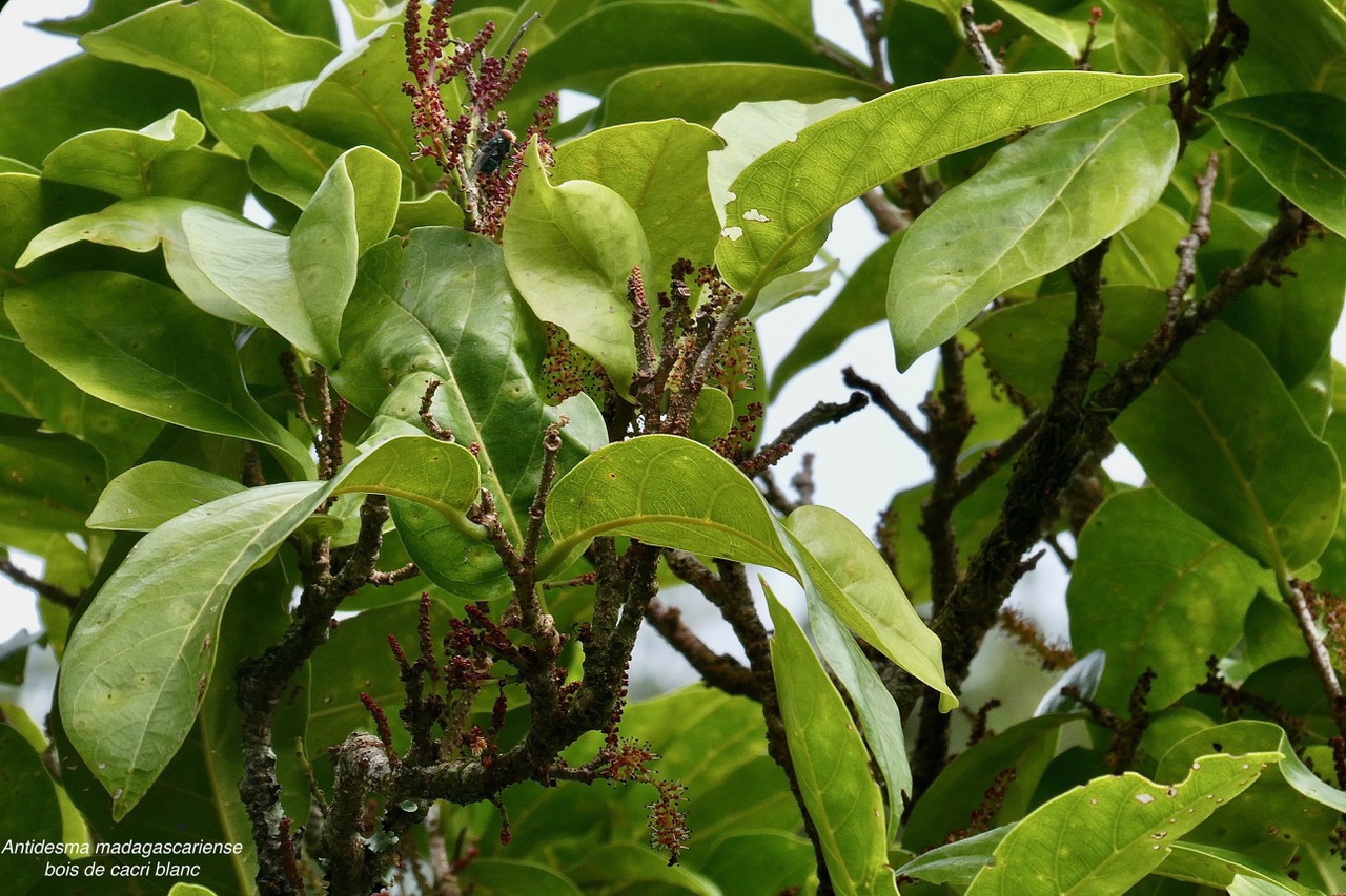 Antidesma madagascariense. Bois de cabri blanc.phyllanthaceae.indigène Réunion. (1).jpeg