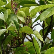 Antidesma madagascariense. Bois de cabri blanc.phyllanthaceae.indigène Réunion. (1).jpeg
