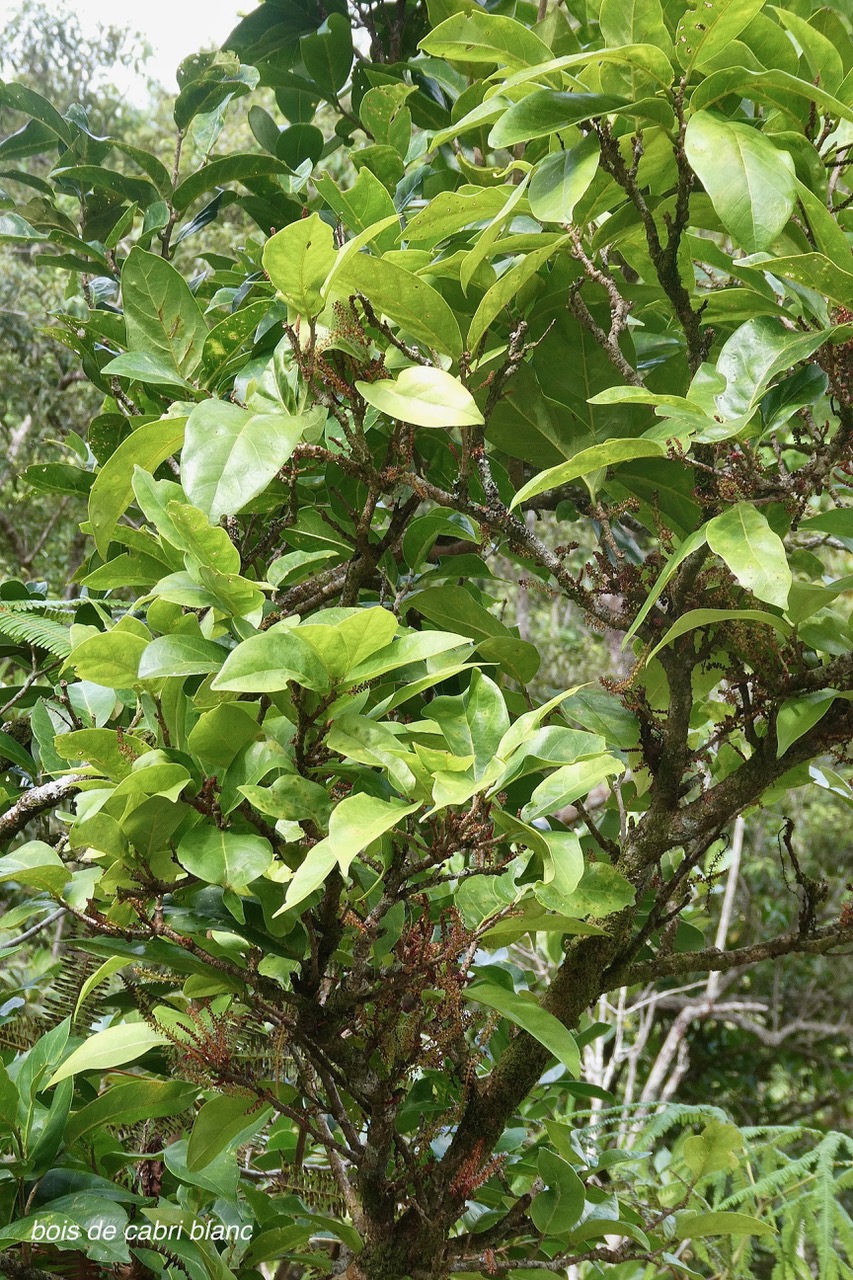 Antidesma madagascariense. Bois de cabri blanc.phyllanthaceae.indigène Réunion. (2).jpeg