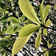 Badula grammisticta.bois de savon.primulaceae.endémique Réunion. (1).jpeg