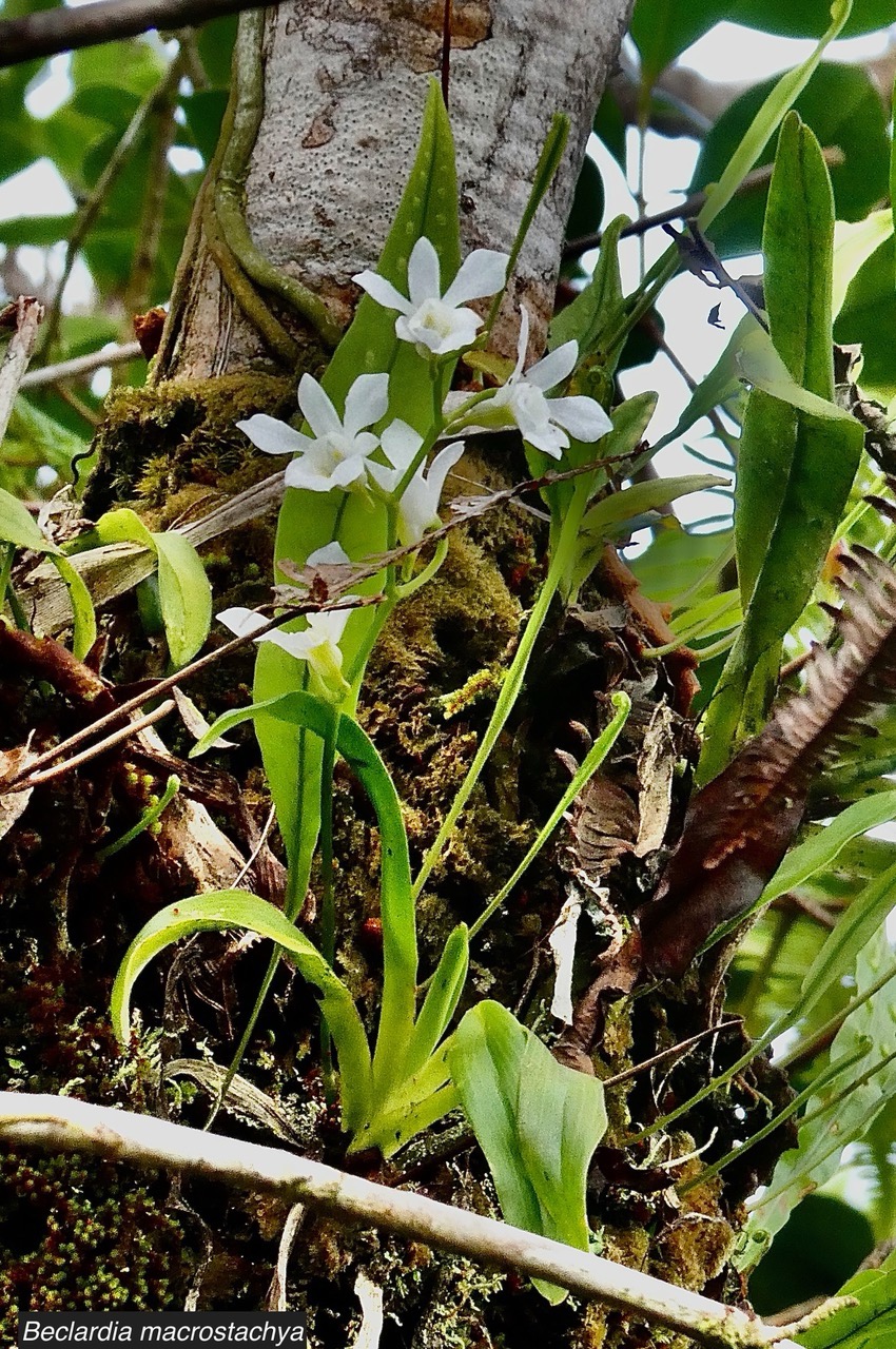 Beclardia macrostachya.muguet. endémique Madagascar Mascareignes..jpeg