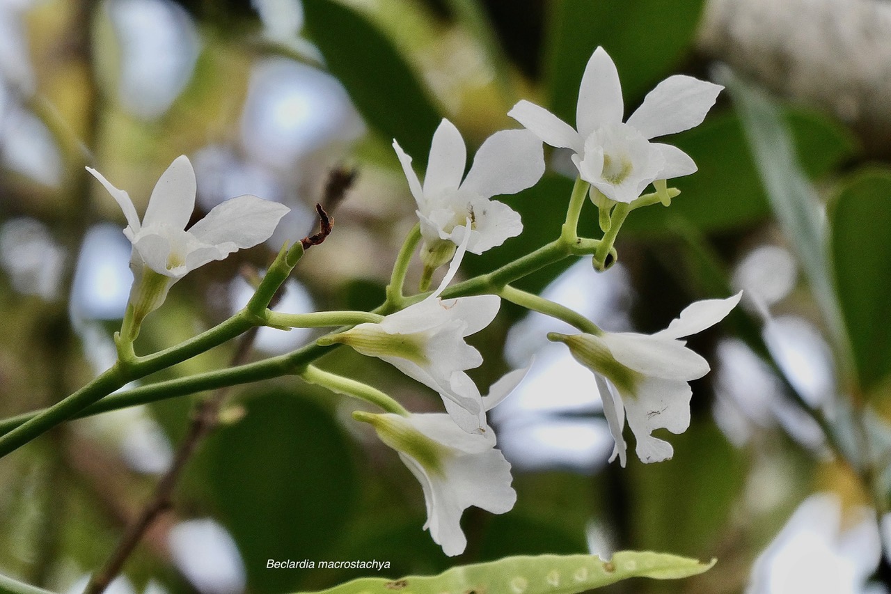 Beclardia macrostachya.muguet.( fleurs )  endémique Madagascar Mascareignes..jpeg