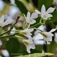 Beclardia macrostachya.muguet.( fleurs )  endémique Madagascar Mascareignes..jpeg