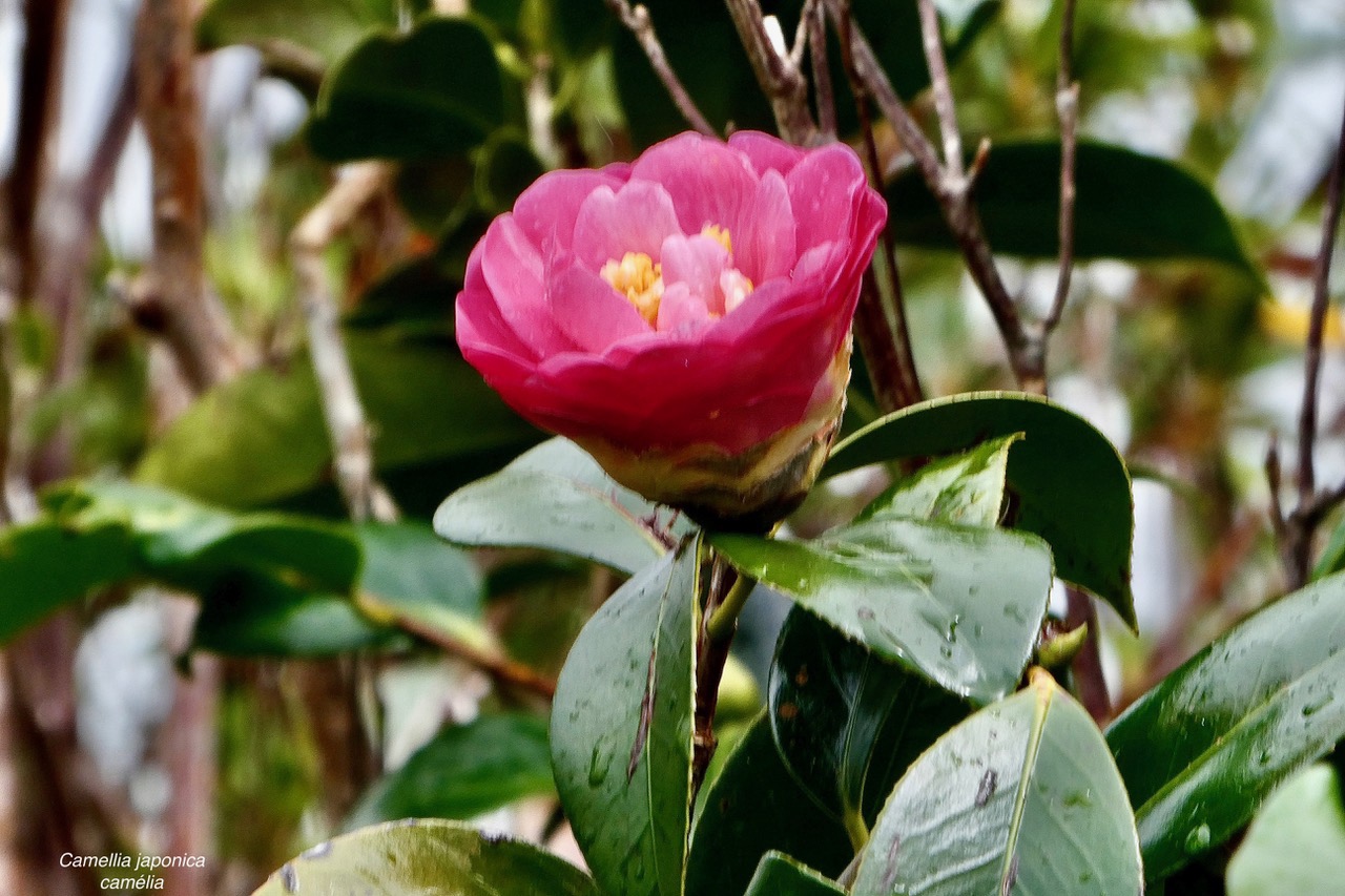 Camellia japonica.camélia.theaceae.espèce cultivée..jpeg