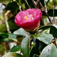 Camellia japonica.camélia.theaceae.espèce cultivée..jpeg