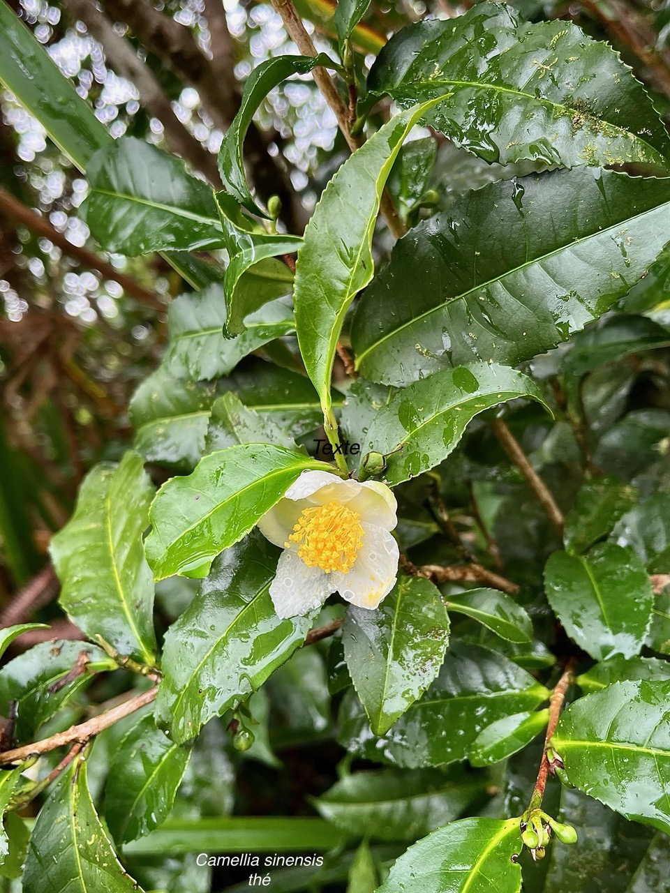 Camellia sinensis (L.) Kuntze. thé.theaceae.cultivé.sténonaturalisé..jpeg