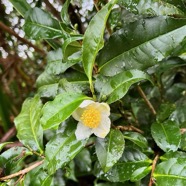 Camellia sinensis (L.) Kuntze. thé.theaceae.cultivé.sténonaturalisé..jpeg