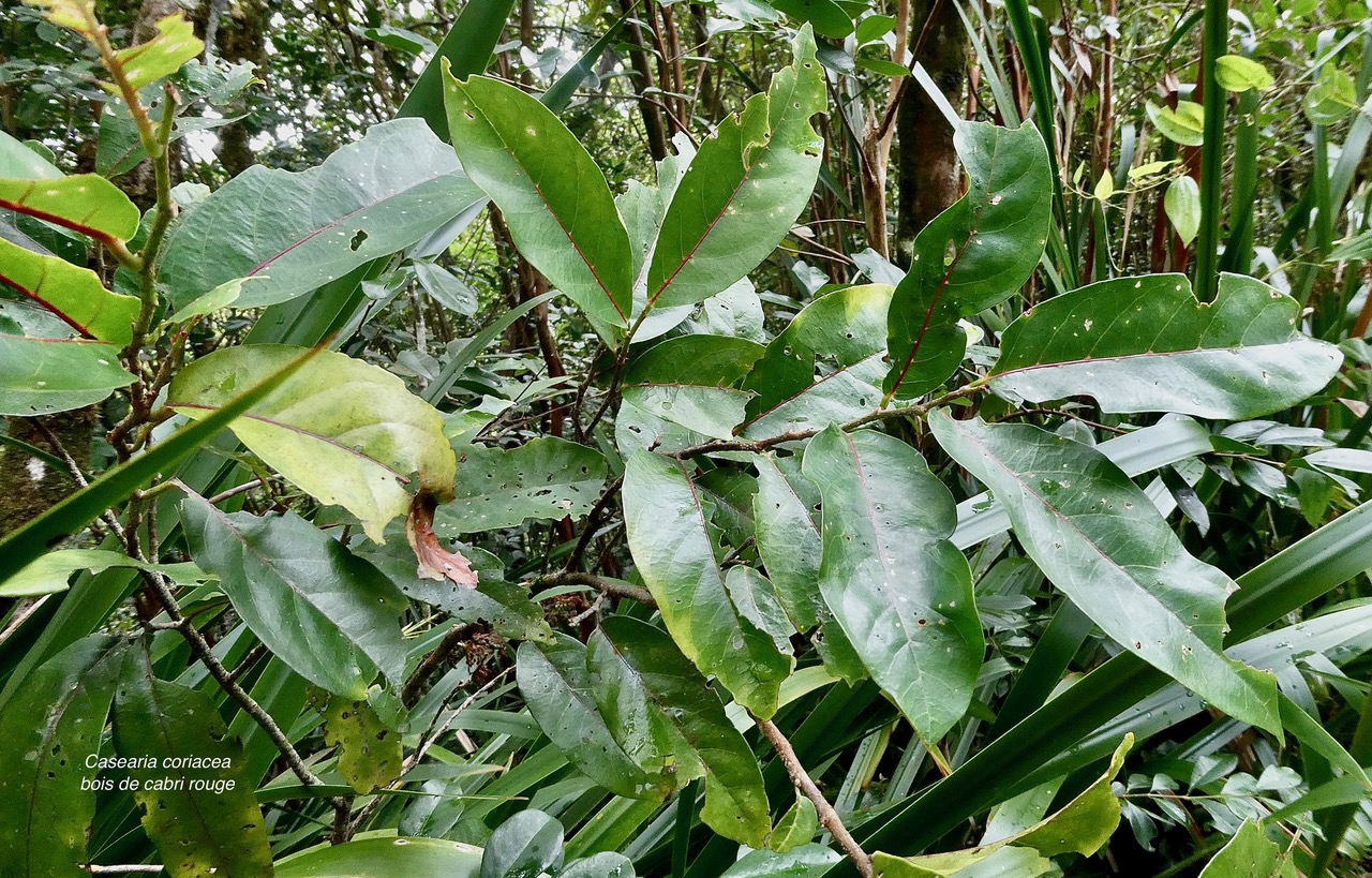 Casearia coriacea .bois de cabri rouge.salicaceae.endémique Réunion Maurice..jpeg