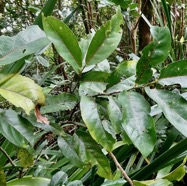 Casearia coriacea .bois de cabri rouge.salicaceae.endémique Réunion Maurice..jpeg