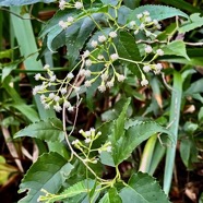 Faujasiopsis flexuosa. liane zig-zag.asteraceae.endémique Réunion Maurice..jpeg