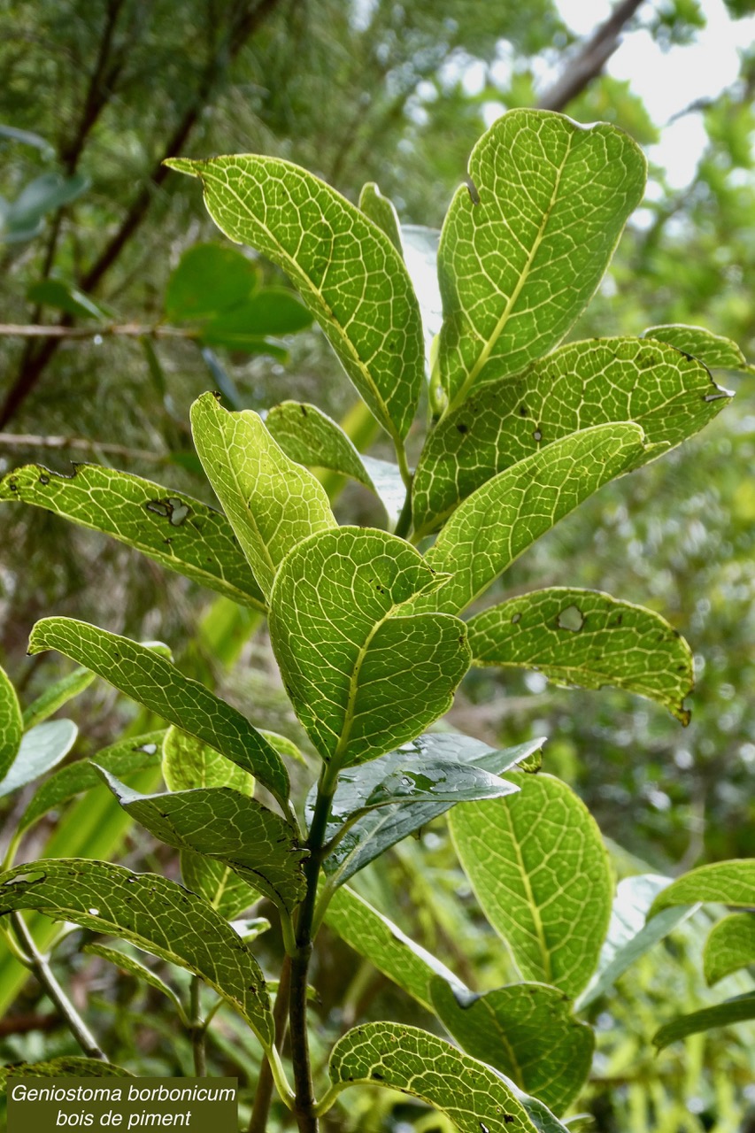 Geniostoma borbonicum  Bois de piment  bois de rat. loganiaceae endémique Réunion Maurice..jpeg