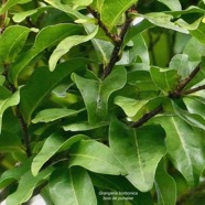 Grangeria borbonica.bois de punaise.chrysobalanaceae.endémique Réunion Maurice ., (1).jpeg
