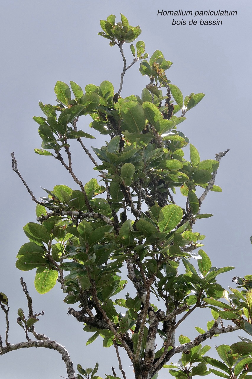 Homalium paniculatum. Corce blanc .bois de bassin.salicaceae.endémique Réunion Maurice. (2).jpeg