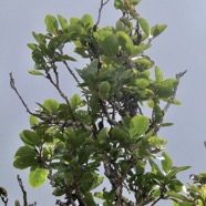 Homalium paniculatum. Corce blanc .bois de bassin.salicaceae.endémique Réunion Maurice. (2).jpeg