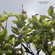 Homalium paniculatum. Corce blanc .bois de bassin.salicaceae.endémique Réunion Maurice. (3).jpeg