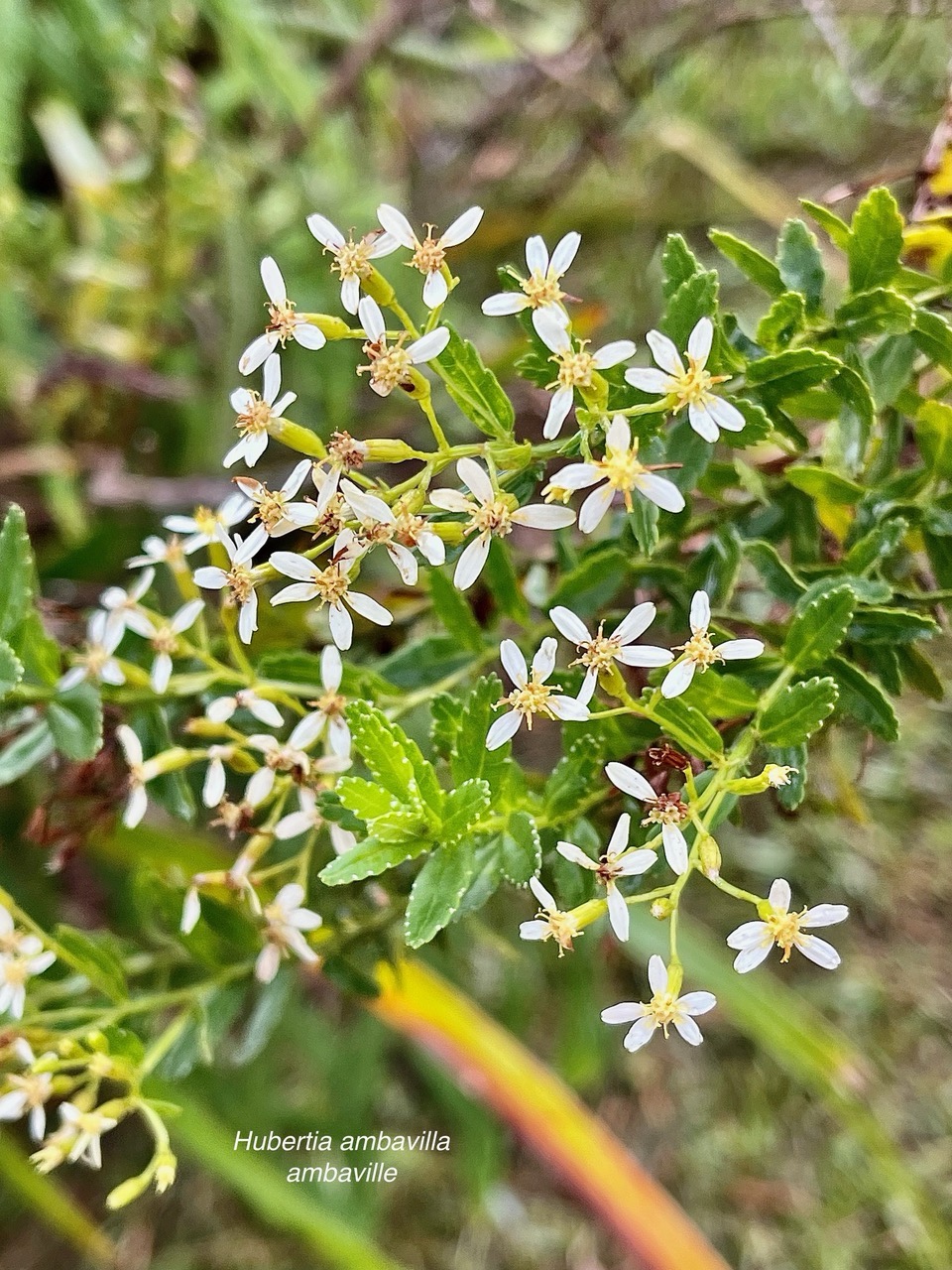 Hubertia ambavilla  Ambaville  asteraceae  endémique Réunion Maurice.jpeg