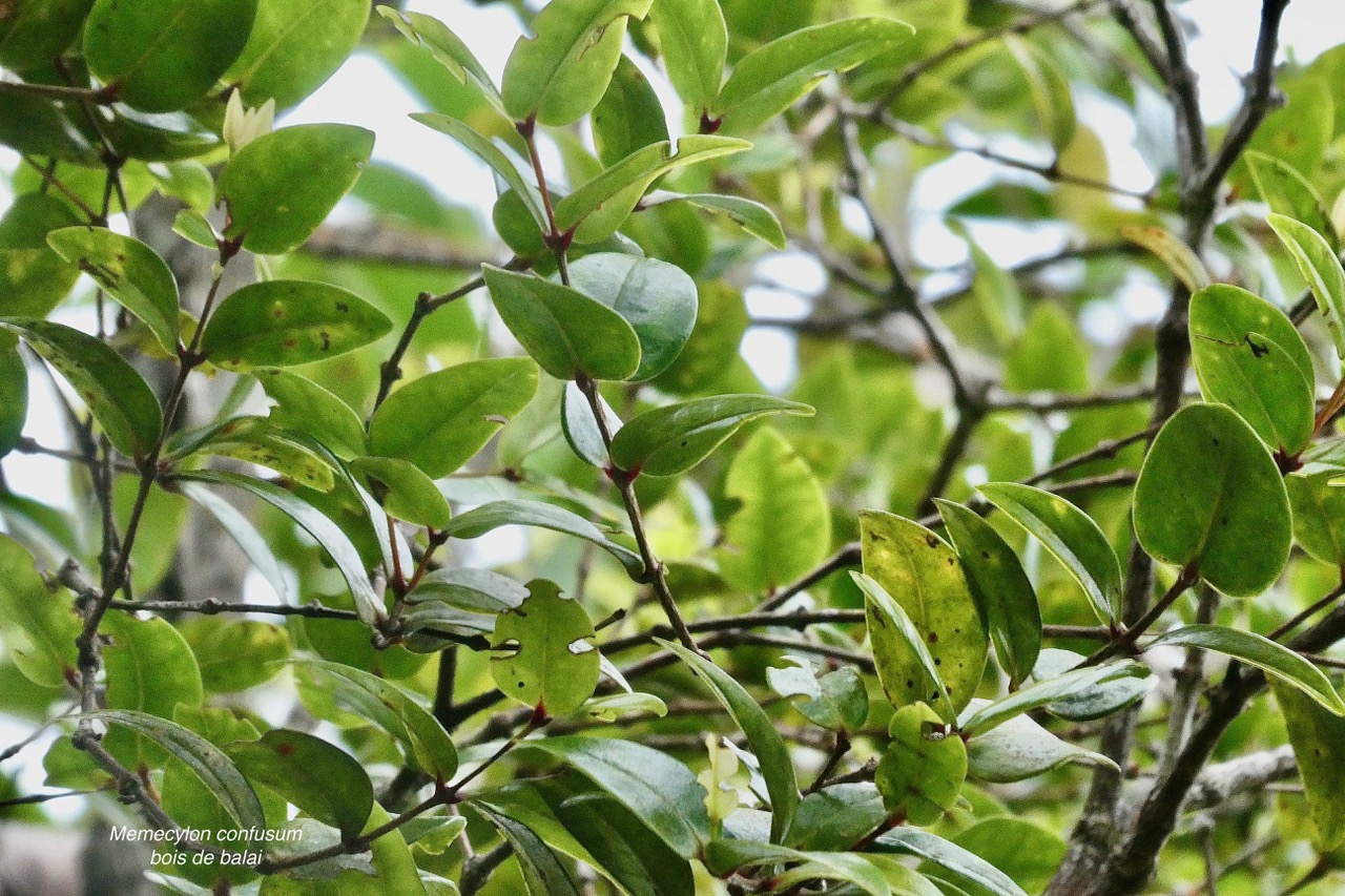 Memecylon confusum.bois de balai.melastomataceae.endémique Réunion. (1).jpeg