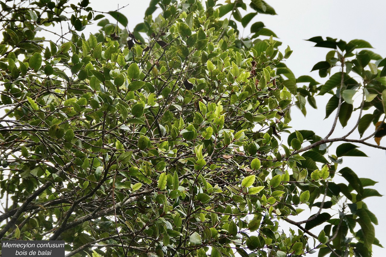 Memecylon confusum.bois de balai.melastomataceae.endémique Réunion..jpeg