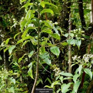 Mussaenda arcuata.lingue café.( avec fruits verts ) rubiaceae.indigène Réunion..jpeg