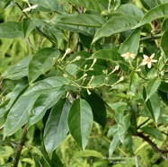 Mussaenda arcuata.lingue café.rubiaceae.indigène Réunion..jpeg