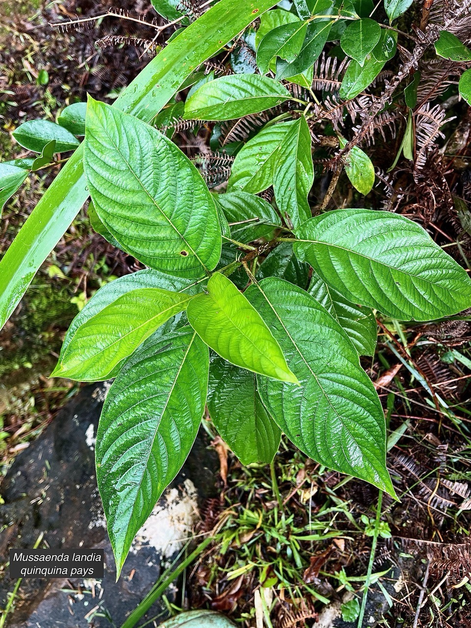 Mussaenda landia.lingue en arbre.quinquina pays.( feuillage ) rubiaceae.endémique Réunion Maurice..jpeg